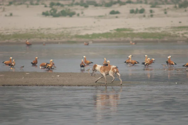 Feral dog and ruddy shelducks in the background. — Stock Photo, Image