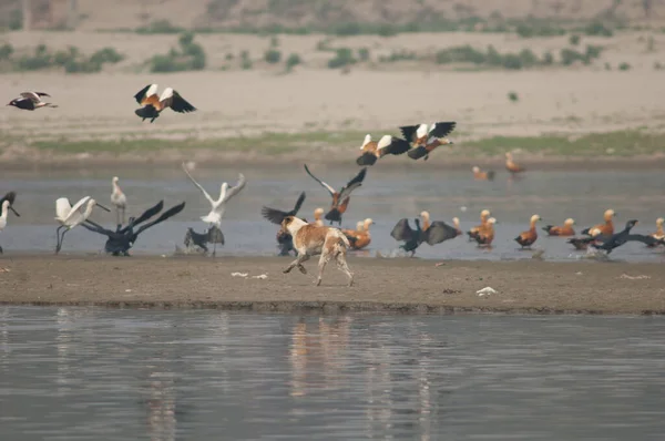 Feral hund jagar fåglar i Yamuna floden. — Stockfoto
