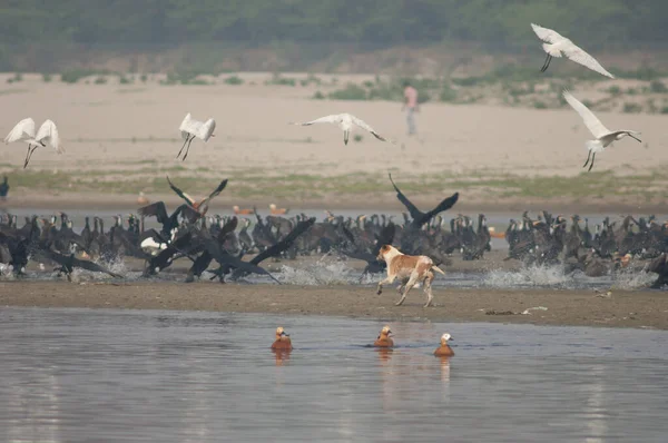 Yamuna Nehri 'nde kuşları kovalayan vahşi köpek..