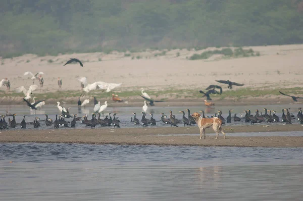 Feral dog and great cormorants and Eurasian spoonbills in the background. — Stock Photo, Image