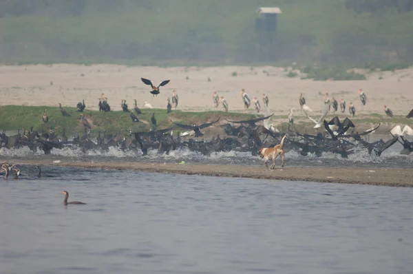 Wildhund Canis familiaris jagt Wasservögel. — Stockfoto