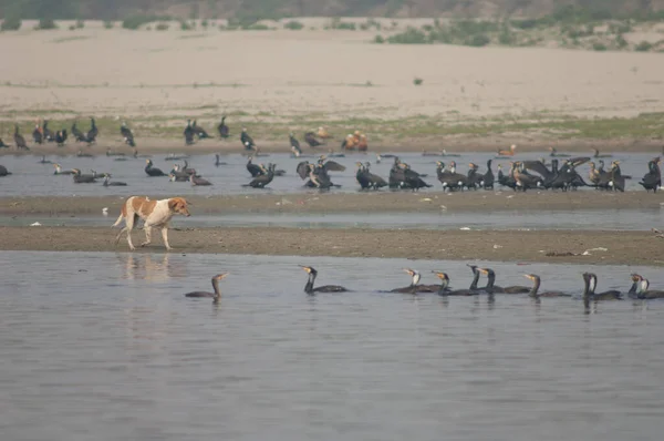 Feral dog Canis lupus familiaris and great cormorants Phalacrocorax carbo. — Stock Photo, Image