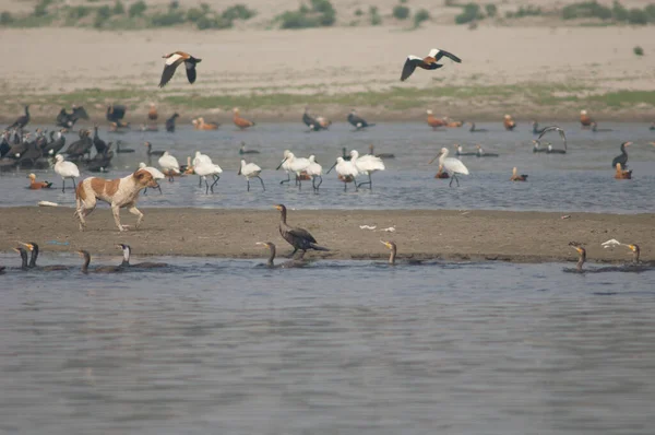 फेरल डॉग कैनिस लूपस पारिवारिक और पानी पक्षी . — स्टॉक फ़ोटो, इमेज