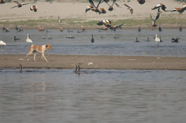 Feral dog Canis lupus familiaris and water birds. — Stock Photo, Image