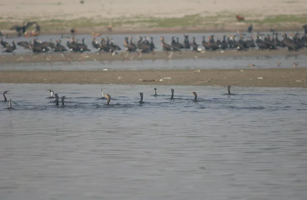 Great cormorants Phalacrocorax carbo swimming in the Yamuna River. — Stock Photo, Image