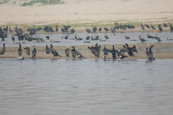 Stora skarvar Phalacrocorax carbo i Yamuna floden. — Stockfoto