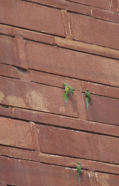 Manliga rosenringade parakiter Psittacula krameri på en vägg. — Stockfoto
