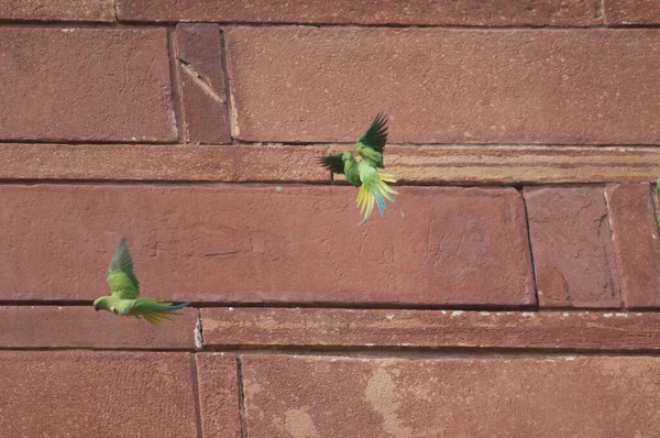 Rosenringade parakiter under flygning vid en mur. — Stockfoto