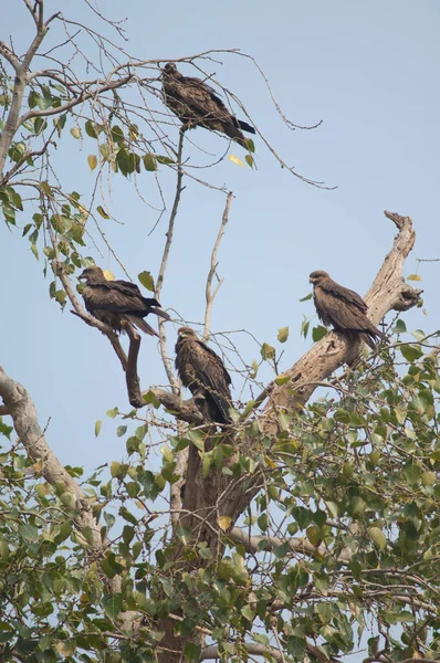 Black kites Milvus migrans on a tree. — Stock Photo, Image