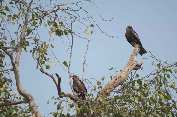 Μαύροι χαρταετοί Milvus μεταναστεύουν σε ένα δέντρο. — Φωτογραφία Αρχείου