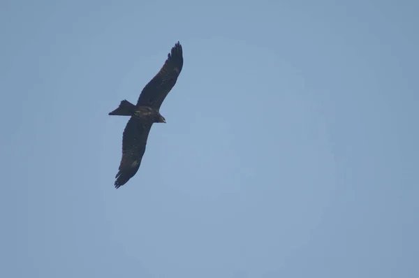 Pipa preta Milvus migrans voando em Agra. — Fotografia de Stock