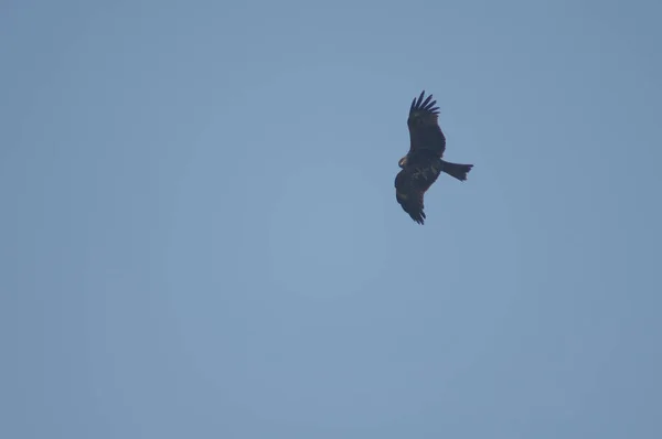 Pipa preta Milvus migrans voando em Agra. — Fotografia de Stock