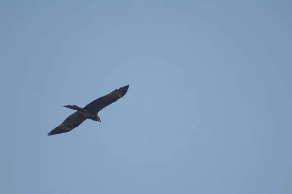 Černý drak Milvus migrans létání v Agra. — Stock fotografie