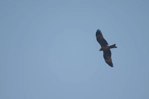 Siyah uçurtma Milvus migrans Agra 'da uçuyor. — Stok fotoğraf