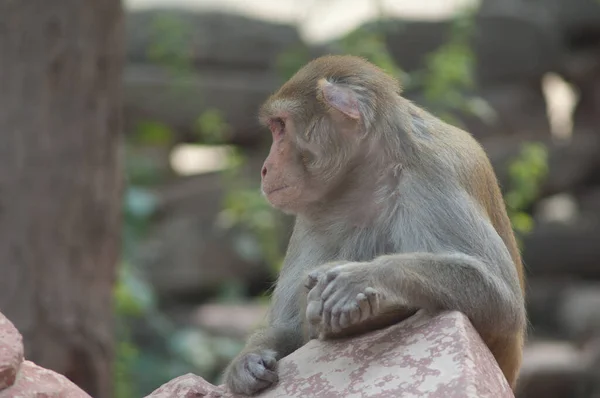 Rhesus macaque Macaca mulatta on a rock. — Stock Photo, Image