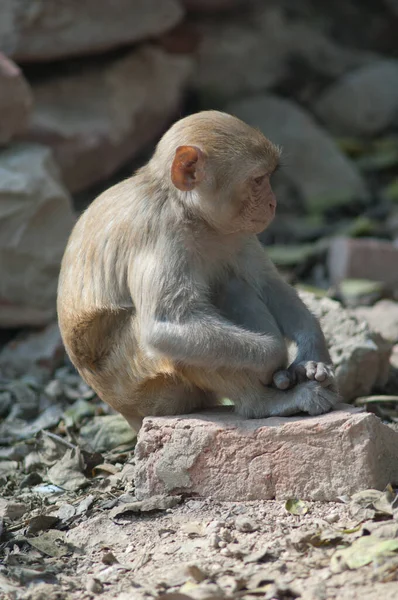 Junger Rhesusaffe Macaca mulatta auf einem Felsen. — Stockfoto