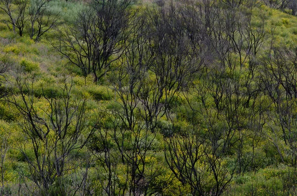 Myrica-Erica prales hořel v národním parku Garajonay. — Stock fotografie