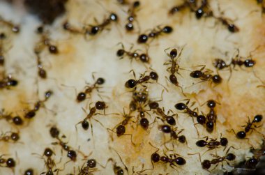 Arjantin Karıncaları Linepitema yiyecek artıklarıyla besleniyor..