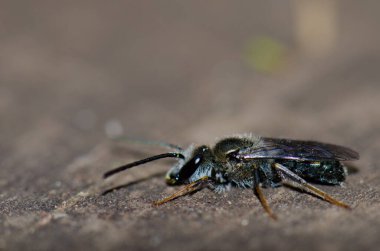 Garajonay Ulusal Parkı 'ndaki eşek arısına yakın durun..