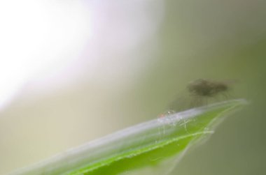Rüzgarla hareket eden bir yaprağın üzerinde uç.