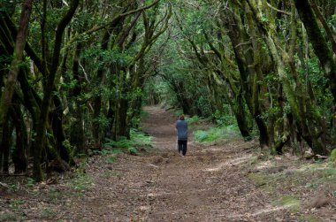 Defne ormanında yürüyen bir kadın..