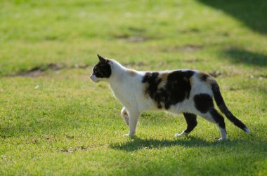 Bahçenin çimlerinde sinsice dolaşan bir kedi..