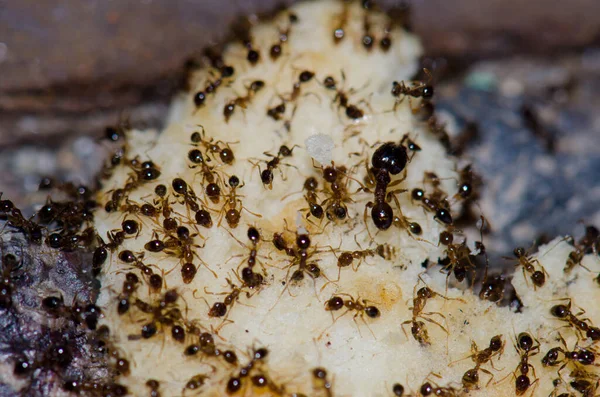 Argentine ants Linepithema humile feeding on food scraps. — Stock Photo, Image