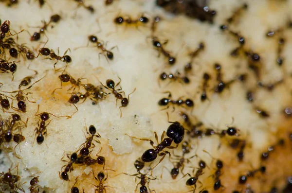 Hormigas argentinas Linepithema húmedo alimentándose de restos de comida. —  Fotos de Stock