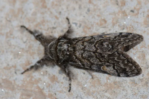 Primer plano de la polilla Macaronesia fortunata. —  Fotos de Stock