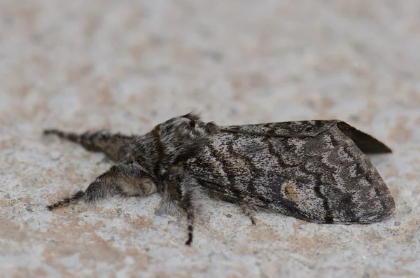 Primer plano de la polilla Macaronesia fortunata. —  Fotos de Stock