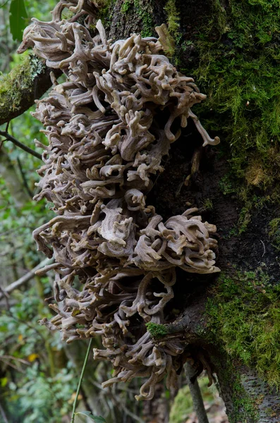 寄生虫真菌によるカモメ｜Laurobasidium lauri. — ストック写真