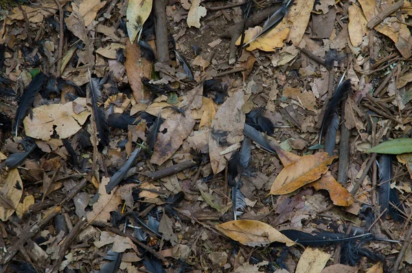 森の上のマダイランの黒鳥の羽. — ストック写真