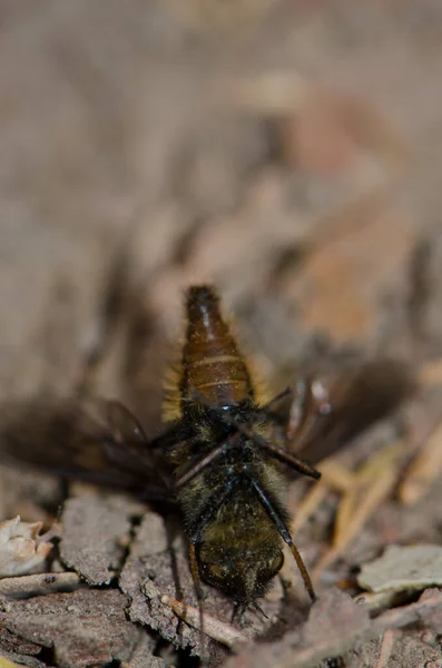 Fliege täuscht Tod auf dem Waldboden vor. — Stockfoto