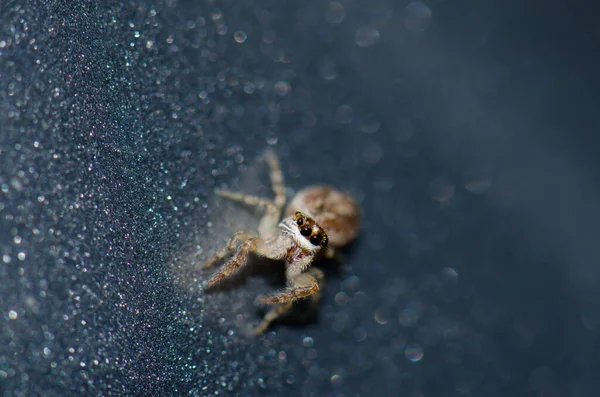 Aranha saltitante no Parque Nacional de Garajonay. — Fotografia de Stock