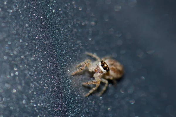 Springspin in het Garajonay National Park. — Stockfoto