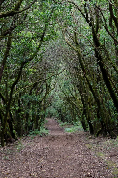Garajonay Milli Parkı 'nda yürüyüş yolu.
