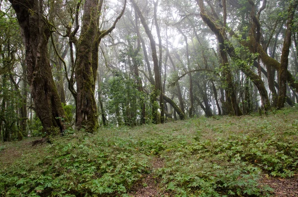 Floresta de Laurel no Parque Nacional de Garajonay. — Fotografia de Stock