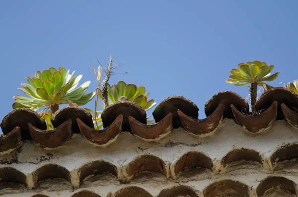 Plantas en el techo de un edificio. —  Fotos de Stock