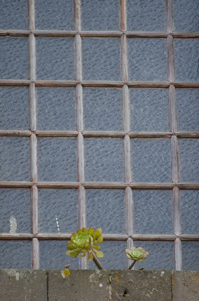 Planten op een venster van een gebouw. — Stockfoto