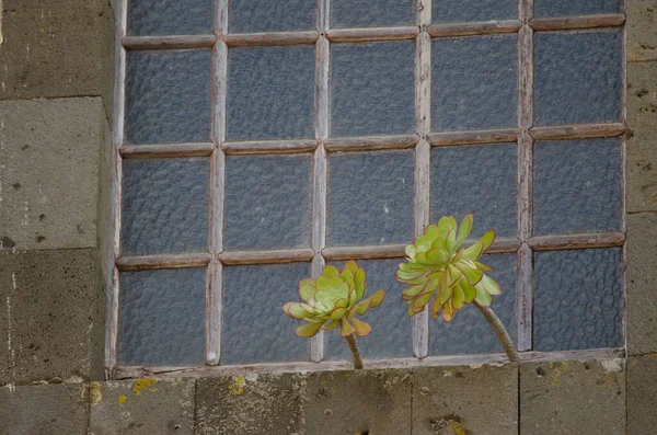 Plantas em uma janela de um edifício. — Fotografia de Stock