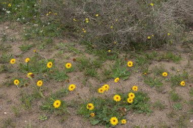 Çiçek içinde Tanger Reichardie Reichardia tingitana.