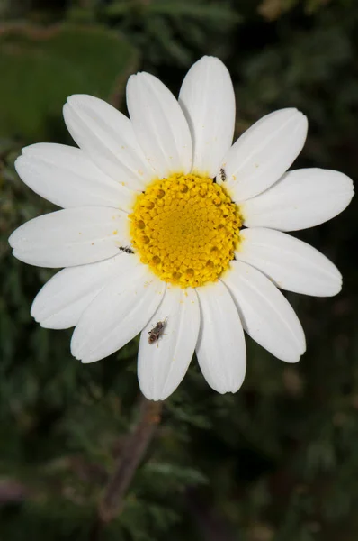 Flor de París margarita. —  Fotos de Stock