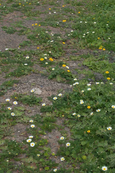 Fleurs blanches de Paris marguerites et fleurs jaunes de Tanger reichardie. — Photo