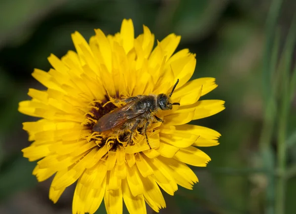 Wespe auf einer Blume von Tanger reichardie. — Stockfoto