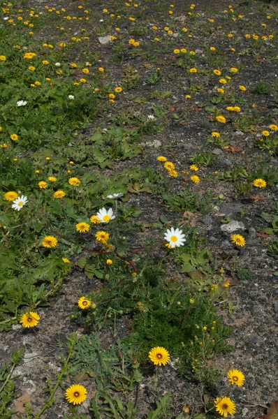 White flowers of Paris daisies and yellow flowers of Tanger reichardie.
