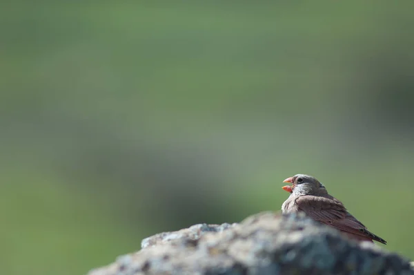 Trumpeter finch Bucanetes githagineus amantum. — Stock Photo, Image