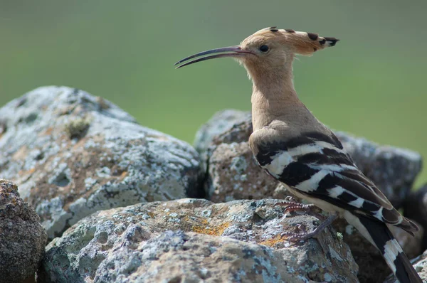 Eurasian hoopoes Upupa epops. — Stock Photo, Image