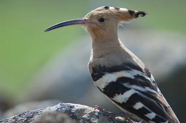 Hoopoes eurasiáticos épocas Upupa. — Fotografia de Stock