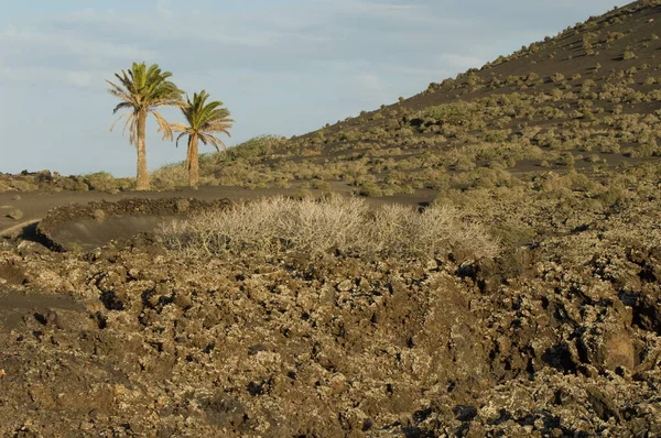 Paisaje volcánico y palmeras datileras de Canarias. —  Fotos de Stock