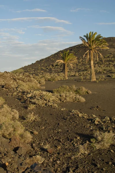 Paisaje volcánico y palmeras datileras de Canarias. —  Fotos de Stock